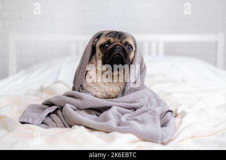 Netter, nasser Mops-Hund, der nach der Dusche in einem grauen Handtuch auf dem Bett sitzt, Haustiere putzt und wäscht Stockfoto