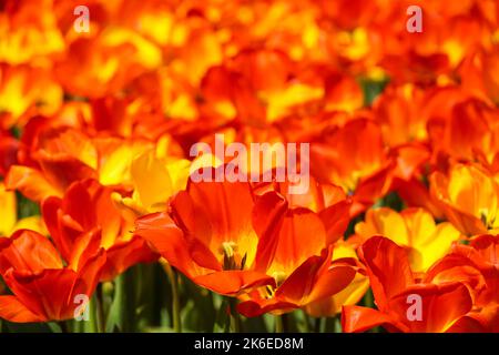 Rote und gelbe Tulpen wachsen auf dem Blumenbeet Stockfoto