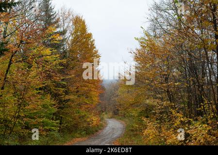 Eine Forststraße in der Wildnis in den Adirondack Mountains, NY, USA, im Herbst, wo sich die Blätter an einem nebligen regnerischen, bewölkten Tag färben. Stockfoto