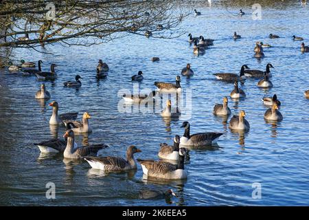 Kanadagänse, Graupelgänse und Stockenten, die auf einem See schwimmen Stockfoto