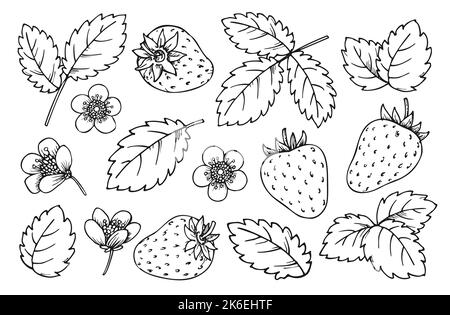 Set aus Erdbeerleinen. Schwarze und weiße Beeren Blätter Blüten. Handgezeichnete Erdbeeren zum Ausmalen, Scrapbook Schablone, diy-Karte, Nagelstempel, Lasergravur, Plakette, Etikett mit Fruchtanhänger Stock Vektor