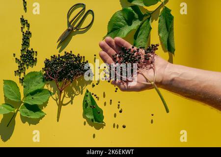 Sambucus-Beeren.Holunderbeeren-Bund und Gartenscheren in den Händen über einem gelben Hintergrund.Alternative Medizin und Homöopathie. Holunderbeeren gießen Stockfoto