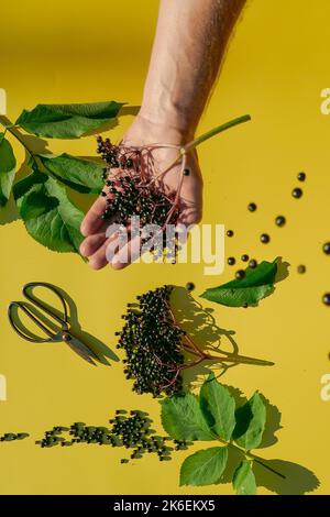 Holunderblüten- und Gartenscheren in den Händen über einem gelben Hintergrund.Alternative Medizin und Homöopathie. Beeren der schwarzen Holunderbeere in den gießen Stockfoto