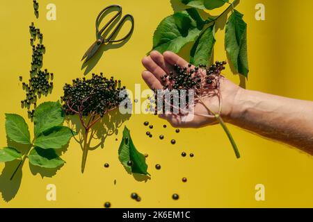 Holunderbeeren und Gartenscheren in den Händen über einem gelben Hintergrund.Alternative Medizin und Homöopathie. Beeren der schwarzen Holunderbeere in den gießen Stockfoto