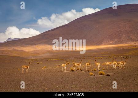 Gruppe von Guanacos Vicunas in der Wildnis der Atacama-Wüste, Anden altiplano, Chile Stockfoto