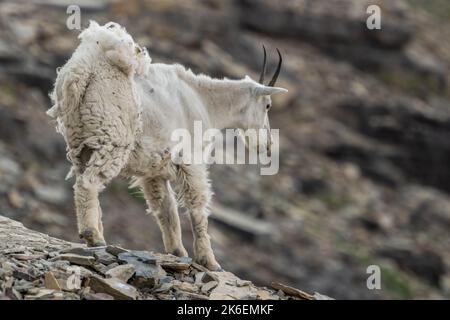 Shaggy Mountain Goat steht auf der Rocky Cliff mit Blick auf den Glacier National Park Stockfoto