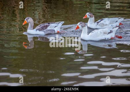 Enten schwimmen auf See in Florida, USA Stockfoto