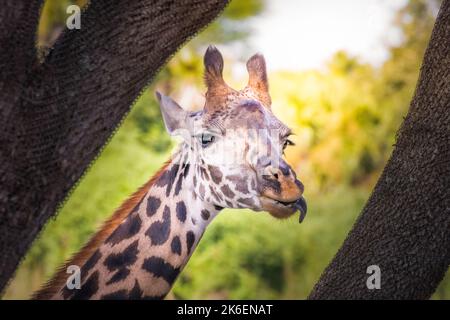 Giraffenkopf aus nächster Nähe in Kennya, Afrika Stockfoto