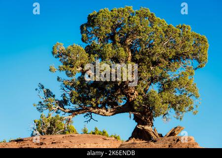 Einsamer Wacholderbaum im Utah Park mit blauem Himmel, USA Stockfoto