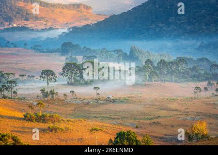 Die Landschaft im Süden Brasiliens und die Landschaft der Araucaria-Koniferen bei friedlichem Sonnenaufgang Stockfoto