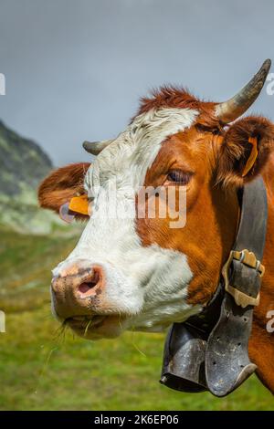 Schweizer Braunkuh in der Alpenlandschaft, Gran Paradiso, Norditalien Stockfoto