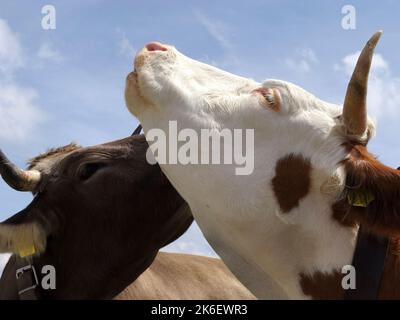 Glättet Alpenkühe, Nahaufnahme, Bayern, Deutschland Stockfoto