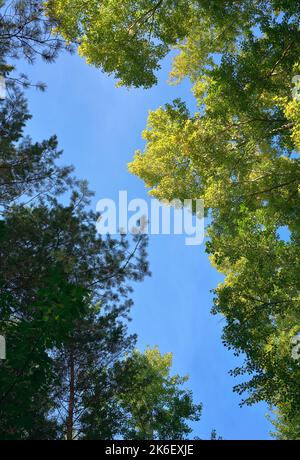 Baumkronen im Frühherbst. Zweige mit gelben Blättern auf blauem Himmel Hintergrund. Nowosibirsk, Sibirien, Russland, 2022 Stockfoto