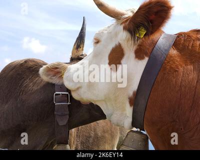 Glättet Alpenkühe, Nahaufnahme, Bayern, Deutschland Stockfoto