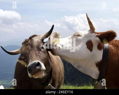 Glättet Alpenkühe, Nahaufnahme, Bayern, Deutschland Stockfoto