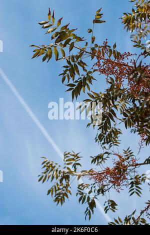 Herbstblätter mit roten Beeren und blauem Himmel Stockfoto