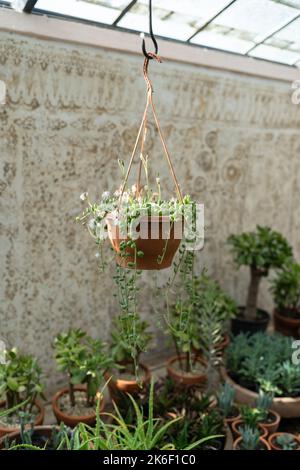 Blühender Senecio rowleyanus in braunem Topf, der im Gewächshaus mit verschiedenen Pflanzen hängt Stockfoto