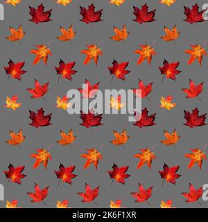 Aquarell nahtloses Muster mit herbstlichem roten und gelben Ahornblättern auf grauem Hintergrund. Botany Ahornblatt Illustration. Stoffvorlage. Stockfoto