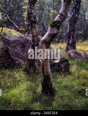 Eine vertikale Aufnahme von Silberbirken im Bolehill Quarry, Peak District National Park, Großbritannien Stockfoto