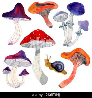 Aquarell handgezeichnete Illustration von Pilzen. Set von Pilzen in verschiedenen Farben. Giftige Pilze. Täubling, Agara, Pfifferlinge, Schnecke Stockfoto