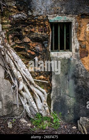 Ein chinesischer banyan-Baum wächst über der rauen Steinmauer eines alten verlassenen Dorfhauses, Kuk Po, New Territories, Hongkong Stockfoto