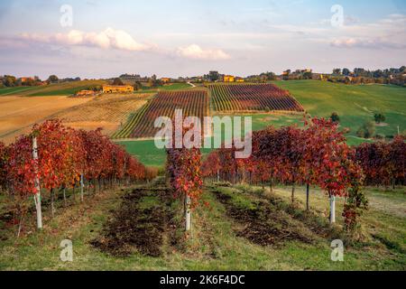 Herbstlandschaft, rote Weinberge in Castelvetro di Modena, Italien Stockfoto