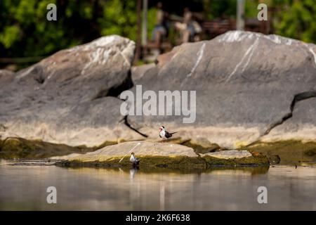 Zwei Vögel Flussseeschwalbe oder Sterna aurantia und indischen Skimmer oder Rynchops albicollis auf einem großen Felsen in chambal Fluss rawatbhata rajasthan indien asien Stockfoto