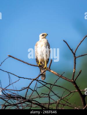 Bussard mit weißen Augen oder Butastur-Teesa-Vogel hoch auf Baum in Jhalana Wald oder Leopard Reserve jaipur rajasthan indien asien thront Stockfoto