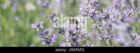 Schöne Lavendelblüte auf Feldern und Biene auf Blüte Stockfoto