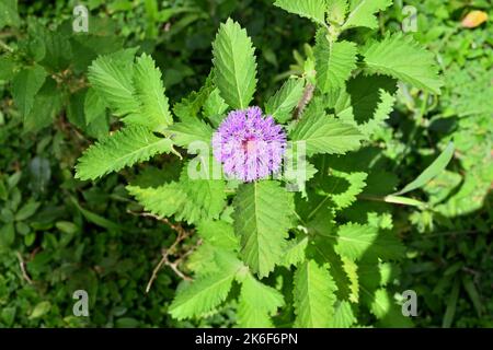 Eine Nahaufnahme einer invasiven Pflanze, die als Stachelschweinenblume (Centratherum punctatum) bekannt ist, in direktem Sonnenlicht im Rasenbereich von Sri Lanka Stockfoto