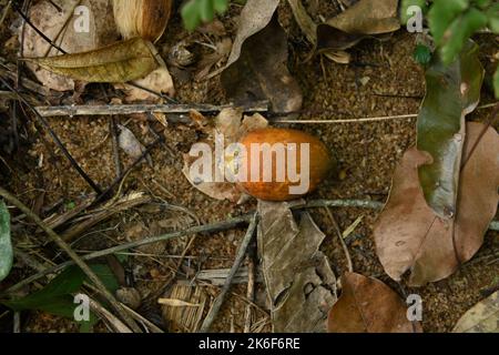 Draufsicht auf eine frische und reifen Areca-Nussfrucht, die in der Nähe der Areca-Palme gefallen ist, dieser Areca-Nusskern befindet sich auf dem Boden mit abgestorbenen Blättern im Wald ar Stockfoto