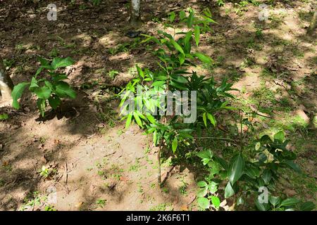 Bodenansicht einer Kautschukplantage in Sri Lanka mit Zusatzkulturen wie Zimt, Teak, Gyrinops Walla Pflanzen, die zwischen der leeren Fläche wachsen Stockfoto
