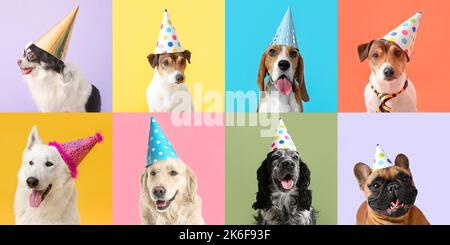 Sammlung von niedlichen Hunden in Party-Hüte auf farbigem Hintergrund Stockfoto