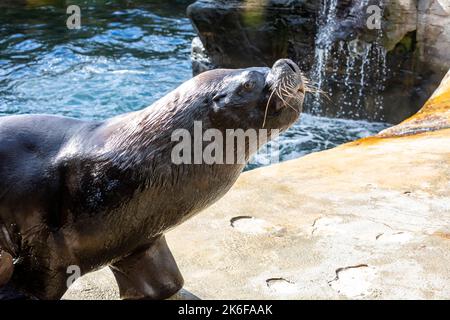 Patagonischer Seelöwe im Cornwall Seal Sanctuary, Gweek, Cornwall Stockfoto