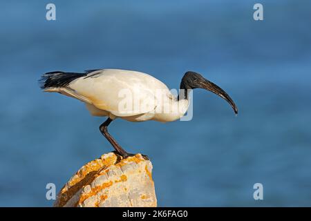 Ein afrikanischer heiliger Ibis (Threskiornis aethiopicus), der auf einem Felsen in Südafrika thront Stockfoto