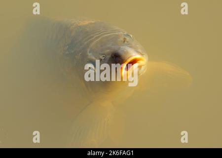 Porträt eines Karpfens (Cyprinus carpio), der in einem Süßwasserteich schwimmt Stockfoto