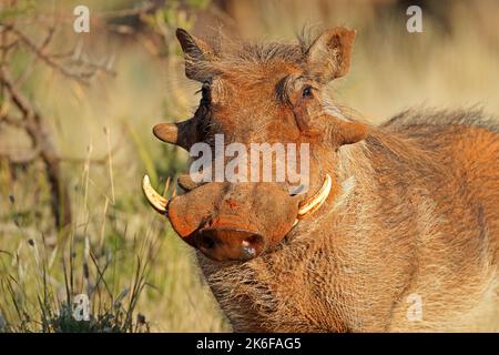 Porträt eines Warzenschweins (Phacochoerus africanus) in natürlichem Lebensraum, Südafrika Stockfoto