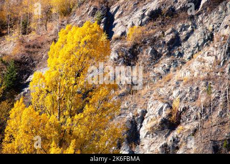 Vergilbter Baum im Herbst in den Bergen. Natur in den Bergen. Stockfoto