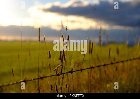 Ein selektiver Fokus von timothy Gras (Phleum pratense) auf dem Feld, mit einem bewölkten Himmel im Hintergrund Stockfoto