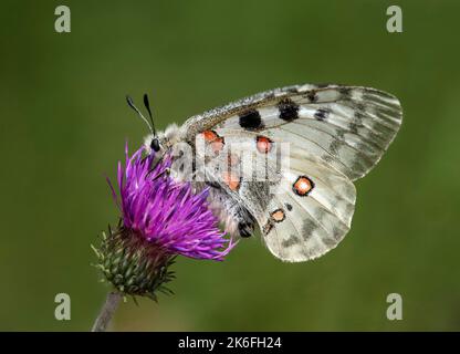 Bergapoll (Parnassius apollo), die auf einer Distelblume ernährt, Laggintal Valley, Wallis, Schweiz Stockfoto