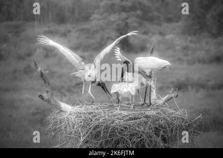 Schwarz-weißes Bild von Jabiru-Störchen auf einem Nest - Erwachsene und junge - Fütterung Stockfoto