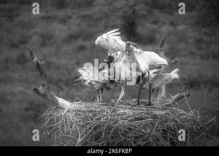 Schwarz-weißes Bild von Jabiru-Störchen auf einem Nest - Erwachsene und junge - Fütterung Stockfoto