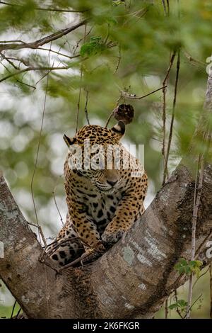 Jaguar, der in der Gabel eines großen Baumes im Pantanal, Brasilien, ruht Stockfoto