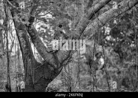 Jaguar, der in der Gabel eines großen Baumes im Pantanal, Brasilien, ruht Stockfoto