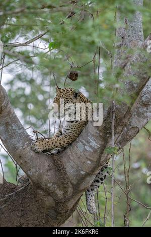 Jaguar, der in der Gabel eines großen Baumes im Pantanal, Brasilien, ruht Stockfoto