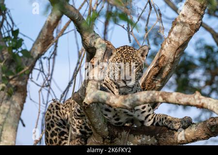 Jaguar, der in der Gabel eines großen Baumes im Pantanal, Brasilien, ruht Stockfoto