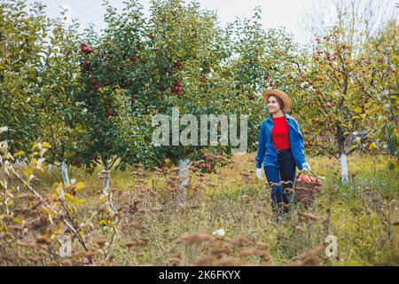 Eine junge Frau im Hut, eine Arbeiterin im Garten, trägt rote reife Äpfel in einem Weidenkorb. Apfelernte im Herbst. Stockfoto