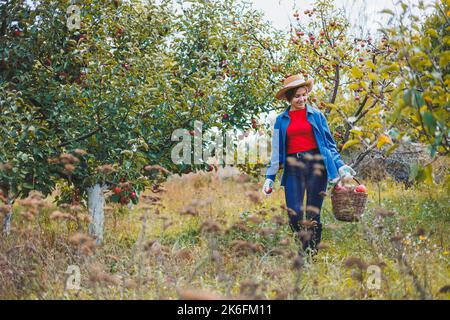 Eine junge Frau im Hut, eine Arbeiterin im Garten, trägt rote reife Äpfel in einem Weidenkorb. Apfelernte im Herbst. Stockfoto