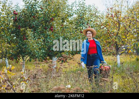 Eine junge Frau im Hut, eine Arbeiterin im Garten, trägt rote reife Äpfel in einem Weidenkorb. Apfelernte im Herbst. Stockfoto