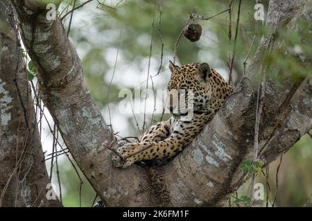 Jaguar, der in der Gabel eines großen Baumes im Pantanal, Brasilien, ruht Stockfoto